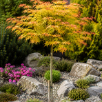 Javor dlaňolistý (Acer palmatum) ‘ORANGE DREAM’ - výška 100-120 cm, kont. C4L - NA KMIENKU